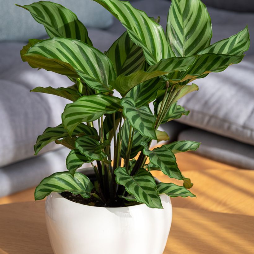 Calathea Freddie - Pauwenplant (Groeiplaats)