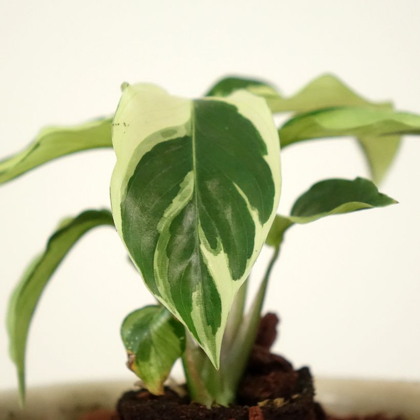 Calathea Fusion White - Pauwenplant (Blad)