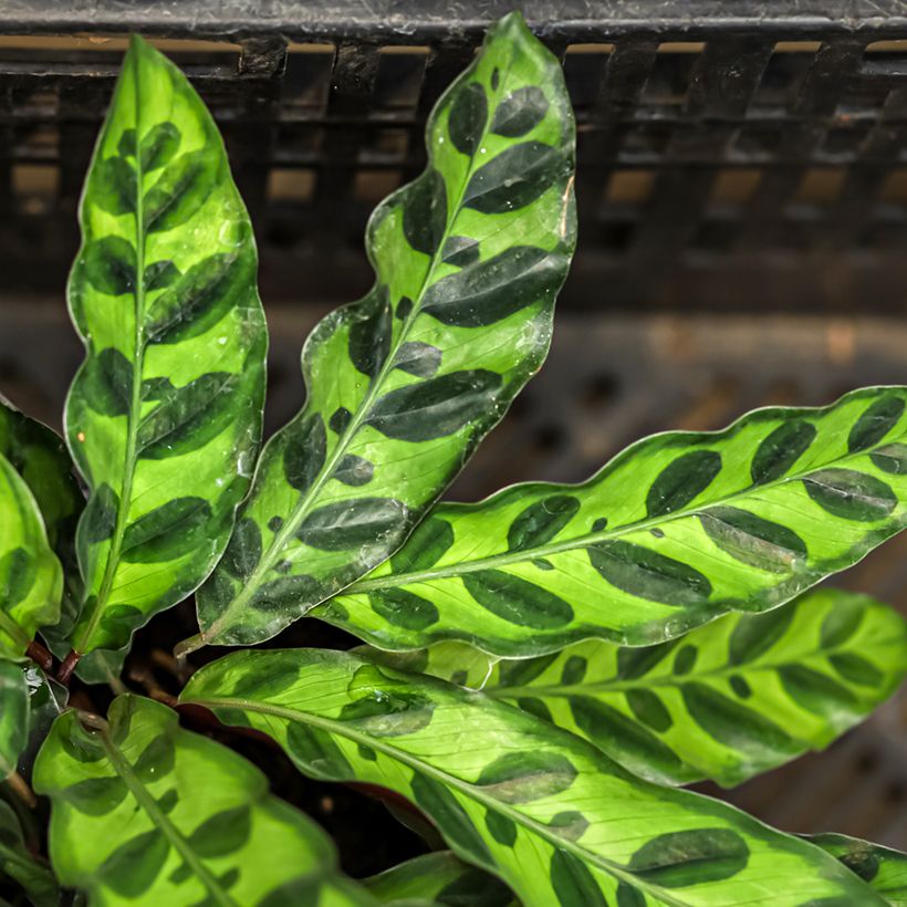 Calathea insignis - Pauwenplant (Blad)
