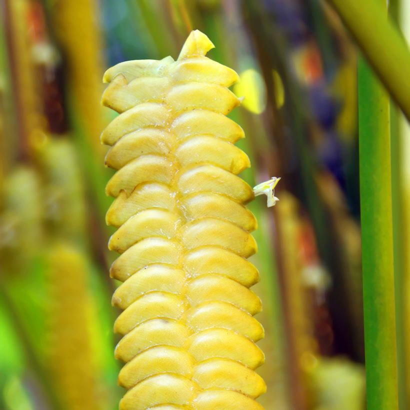 Calathea insignis - Pauwenplant (Bloei)