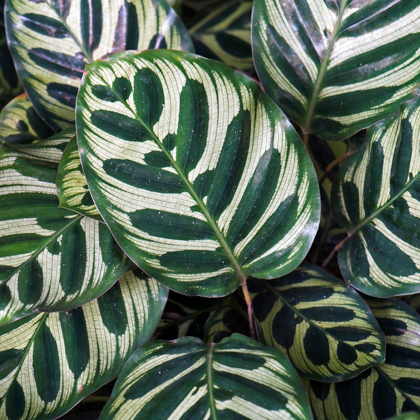 Calathea makoyana - Pauwenplant (Blad)