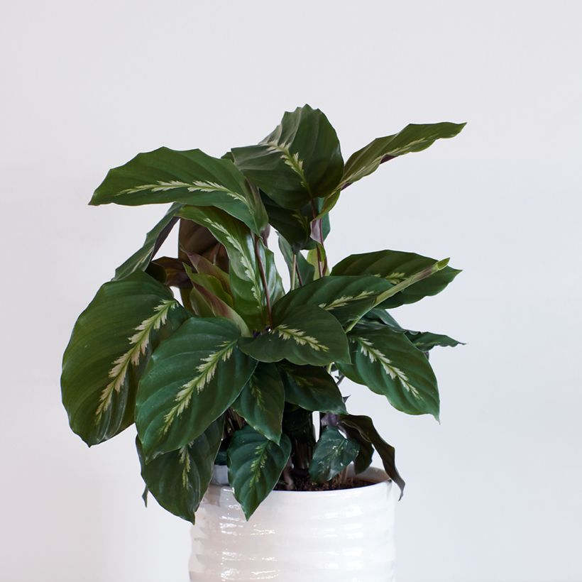 Calathea Maui Queen - Pauwenplant (Groeiplaats)