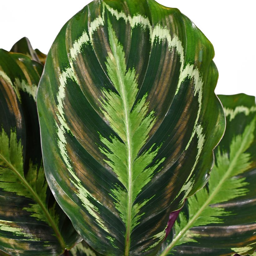 Calathea Medallion - Pauwenplant (Blad)