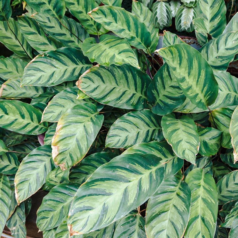 Calathea Misto - Pauwenplant (Harvest)