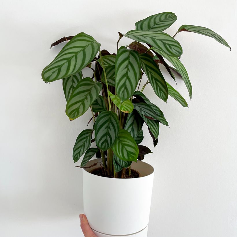 Ctenanthe oppenheimiana - Gebedsplant (Groeiplaats)