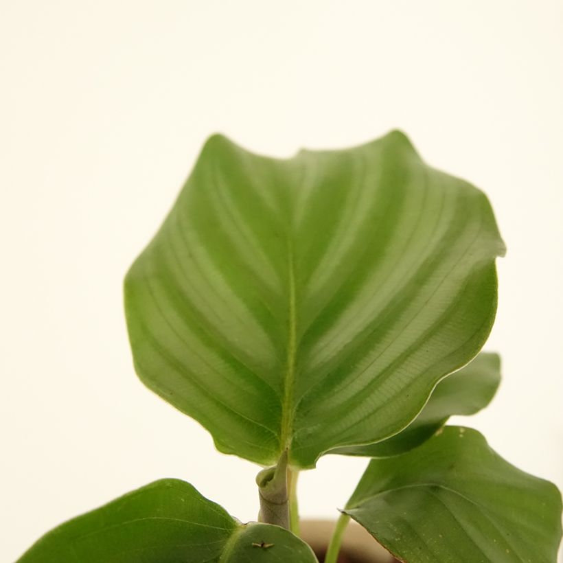 Calathea orbifolia - Pauwenplant (Blad)