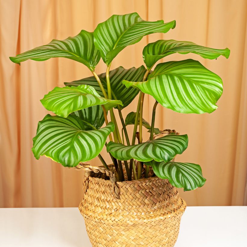 Calathea orbifolia - Pauwenplant (Groeiplaats)