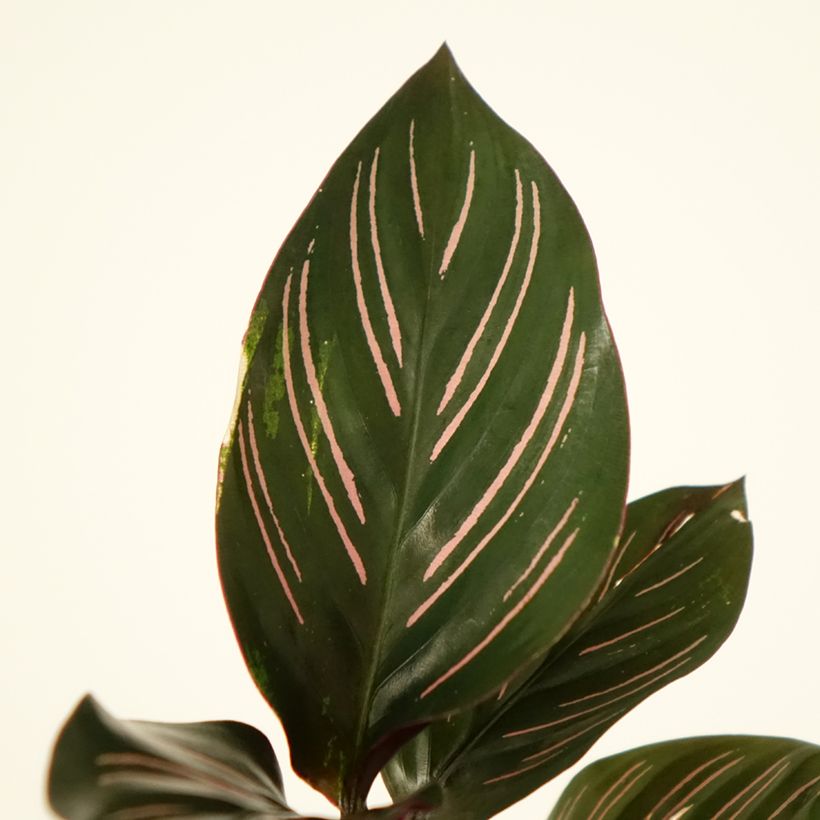 Calathea ornata - Pauwenplant (Blad)
