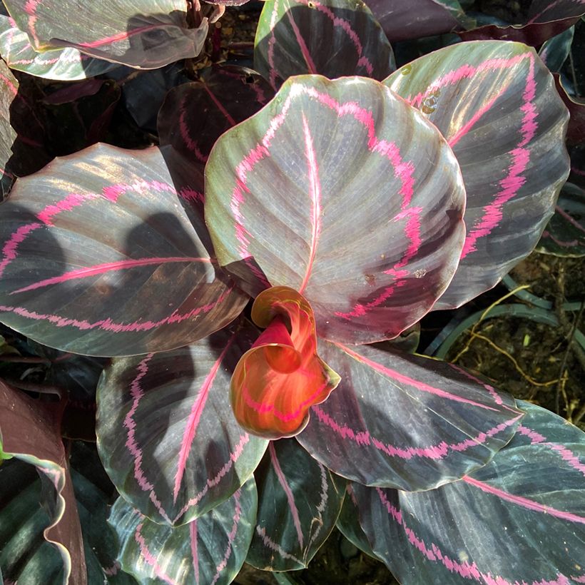 Calathea roseopicta - Pauwenplant (Blad)