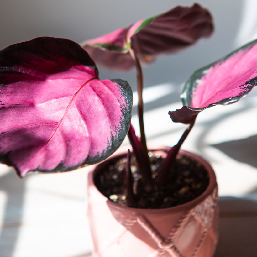 Calathea roseopicta Rosy - Pauwenplant (Blad)