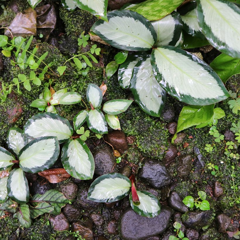 Calathea Royal Standard - Pauwenplant (Groeiplaats)
