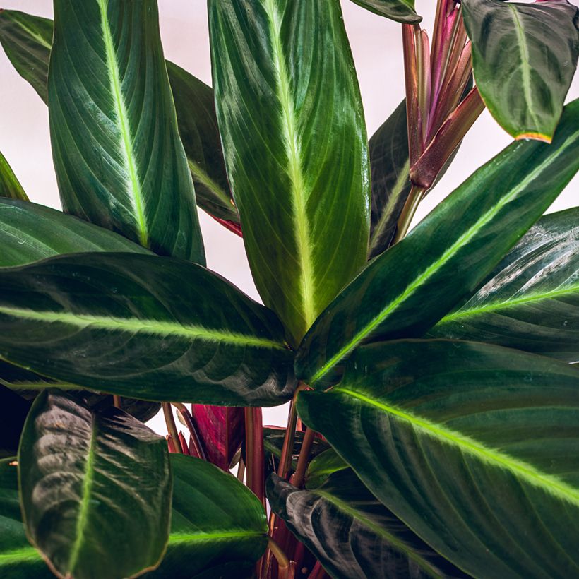 Calathea sanguinea - Pauwenplant (Blad)