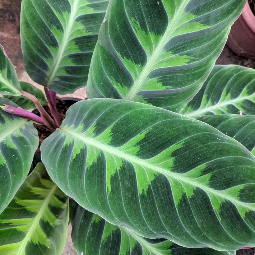 Calathea warscewiczii - Pauwenplant (Blad)