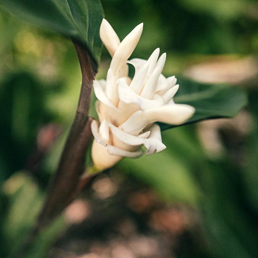 Calathea warscewiczii - Pauwenplant (Bloei)