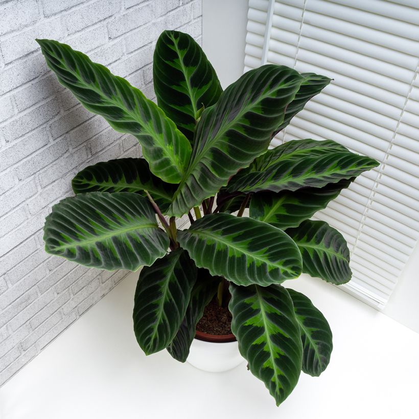 Calathea warscewiczii - Pauwenplant (Groeiplaats)