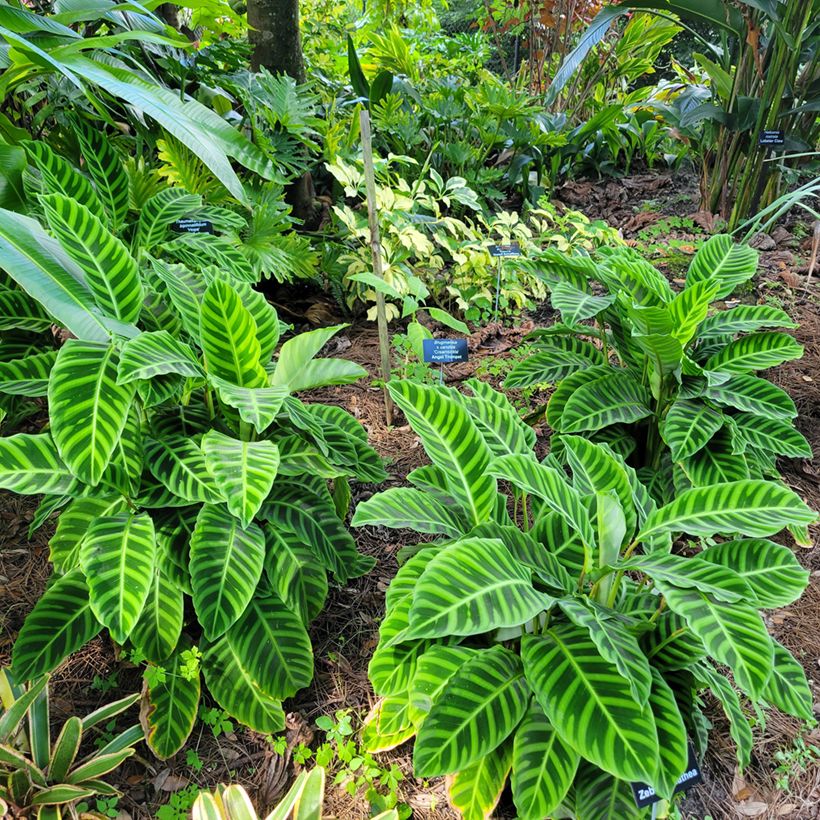 Calathea zebrina - Zebraplant (Groeiplaats)