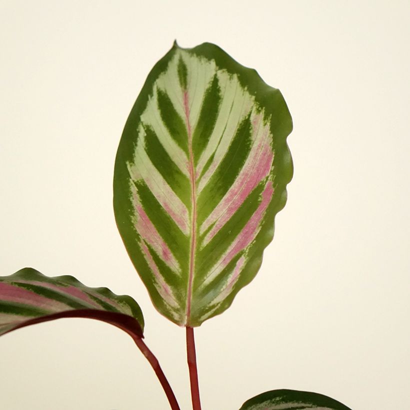 Calathea Peacock - Pauwenplant (Blad)