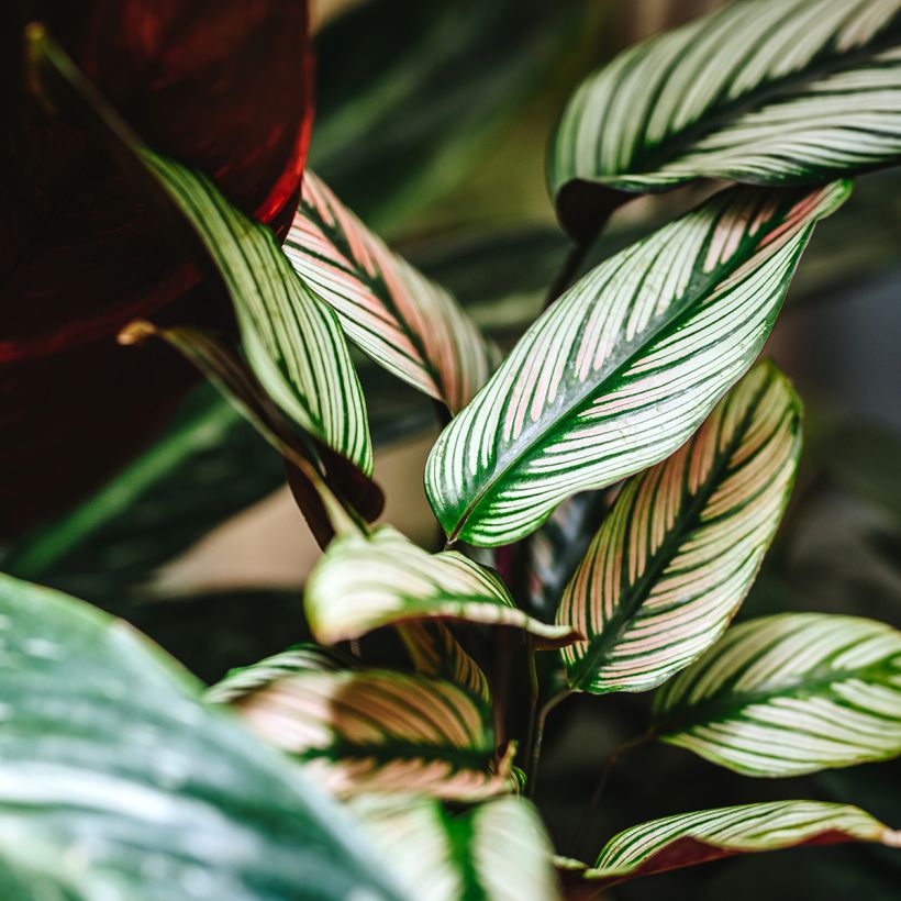 Calathea White Star (Blad)
