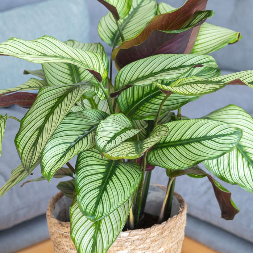 Calathea White Star (Groeiplaats)