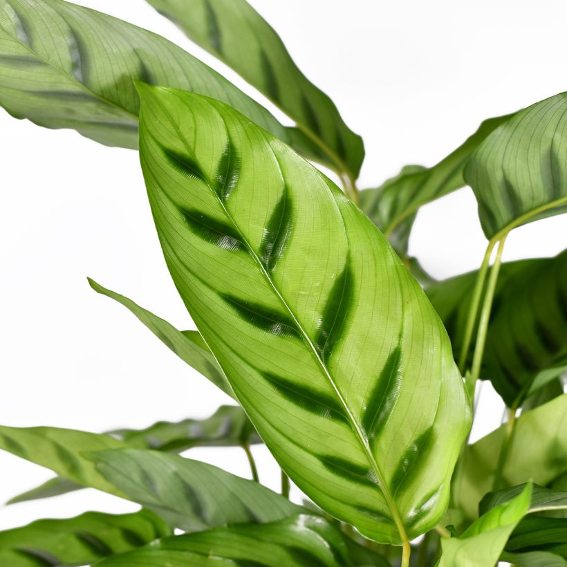 Calathea leopardina (Blad)