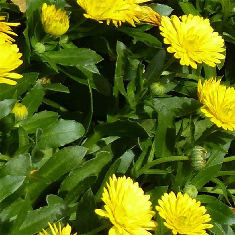 Calendula Powerdaisy Sunny - Goudsbloem (Foliage)
