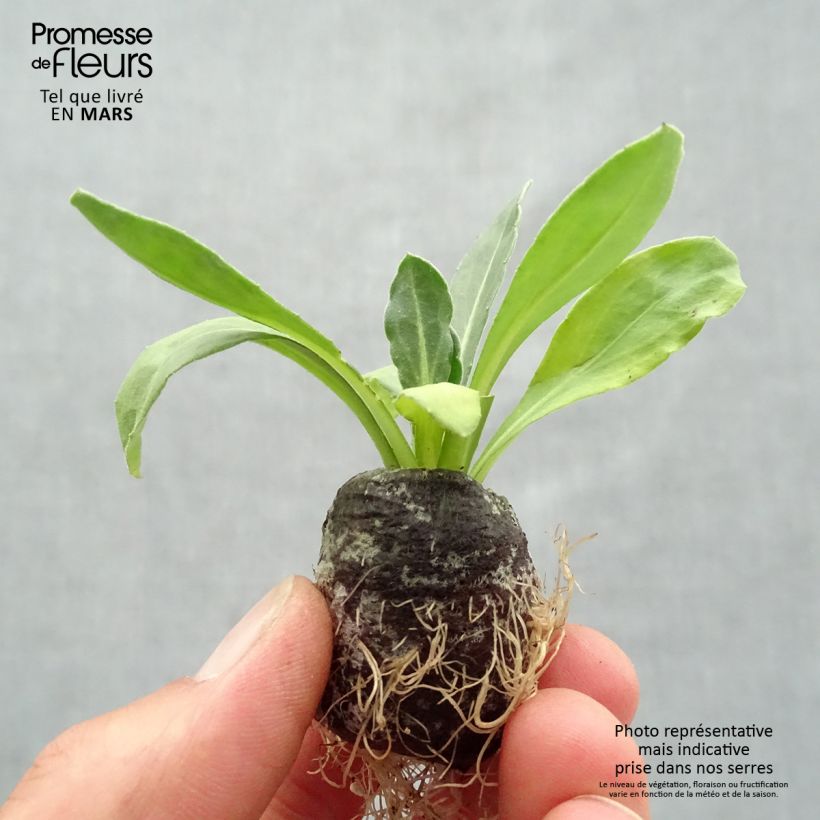 Example of Calendula Powerdaisy Sunny - Souci Mini-mot Ø 3/4 cm as you get in printemps