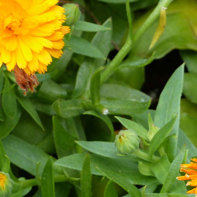Calendula Powerdaisy Tango - Goudsbloem (Foliage)