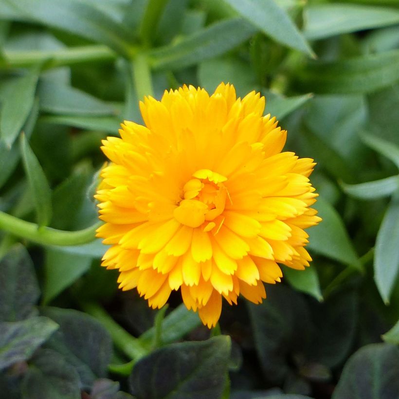 Calendula Powerdaisy Tango - Goudsbloem (Flowering)