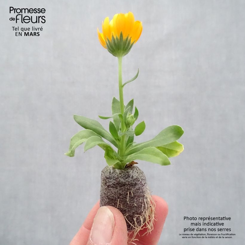 Example of Calendula Powerdaisy Tango - Souci Mini-mot Ø 3/4 cm as you get in printemps
