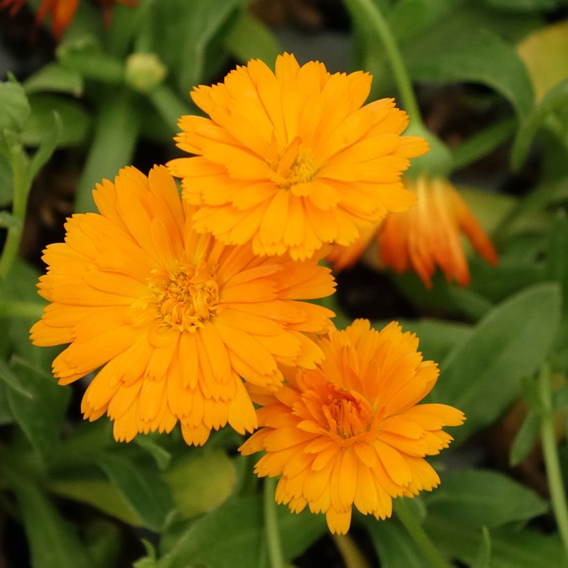 Calendula Powerdaisy Tango - Goudsbloem (Bloei)