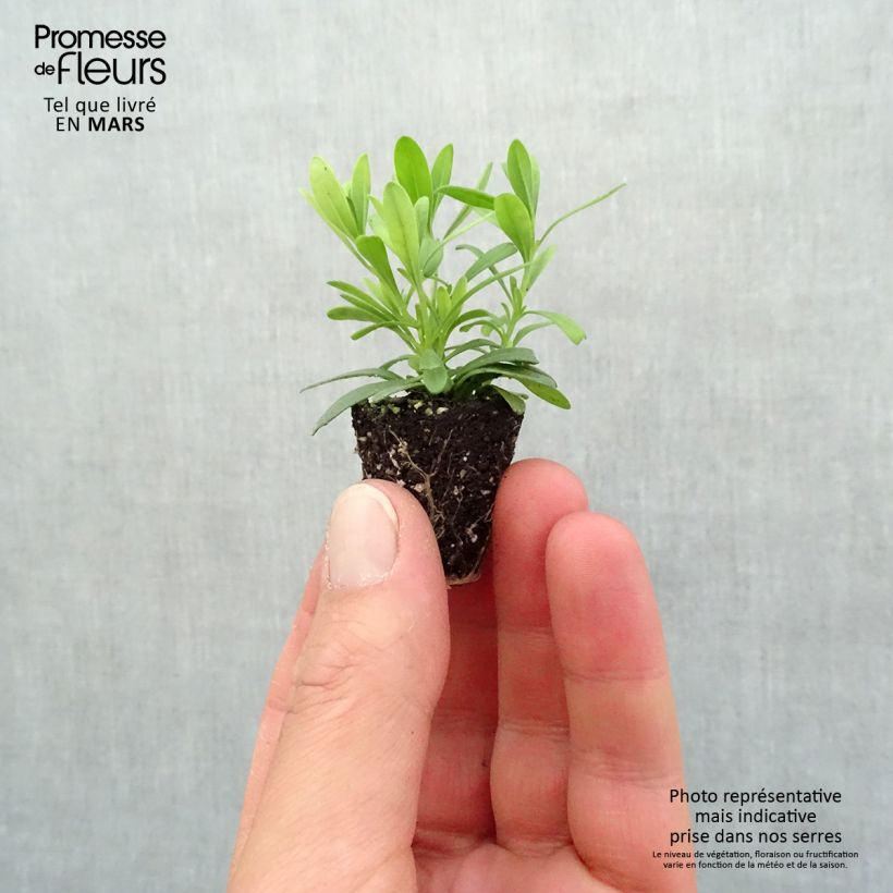 Exemplaar van Calibrachoa Can-Can Rosies Blue Mini-mot Ø 3/4 cm zoals geleverd in de lente