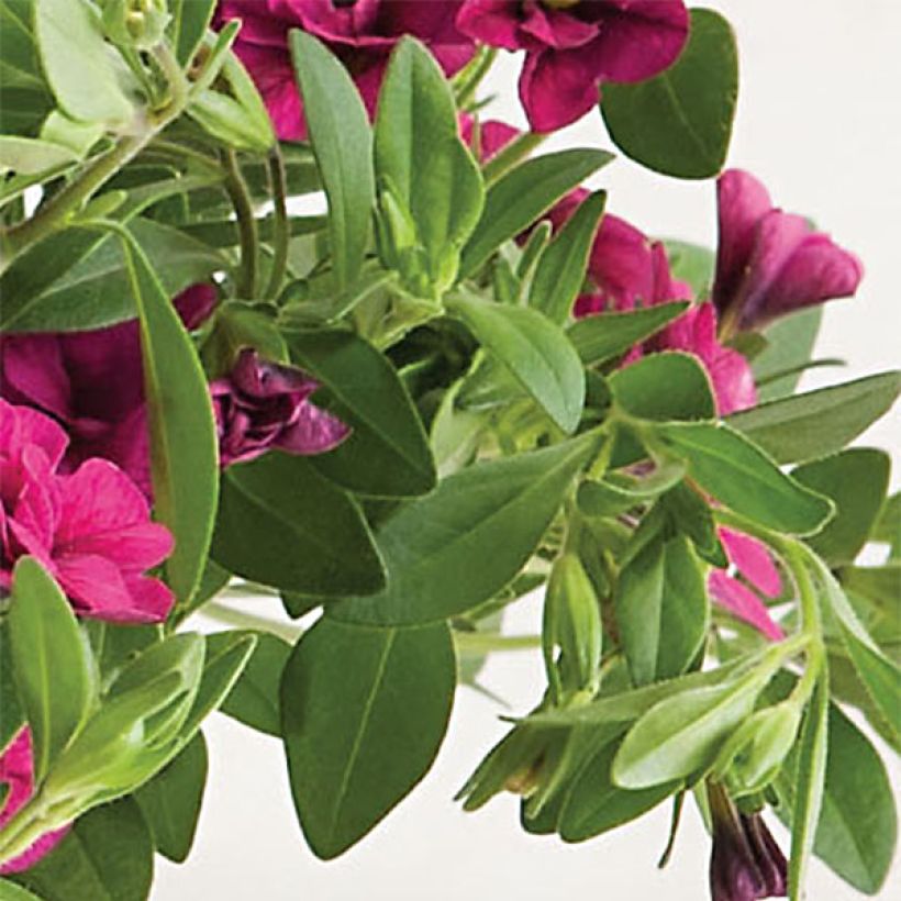 Calibrachoa Can-Can Rosies Pink - Mini petunia (Blad)
