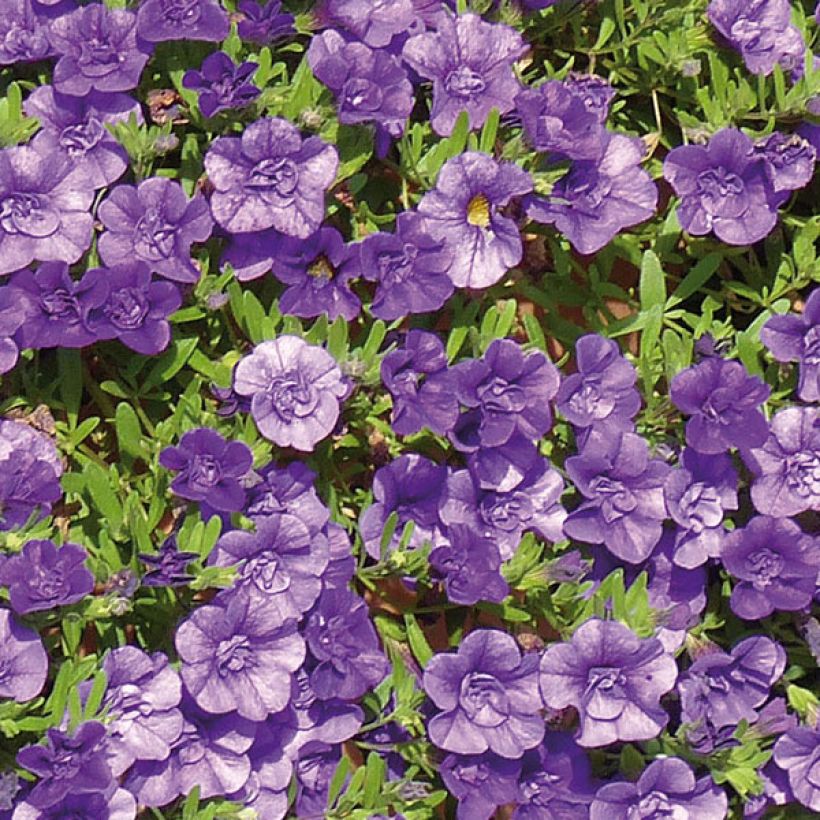 Calibrachoa Can-Can Rosies Blue (Bloei)