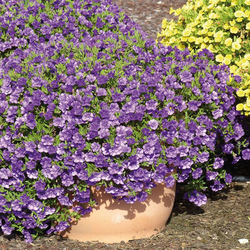 Calibrachoa Can-Can Rosies Blue (Groeiplaats)