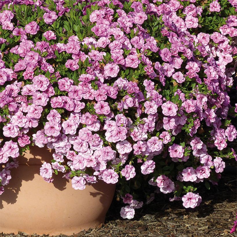 Calibrachoa Can-Can Rosies Pink Vein - Mini petunia (Groeiplaats)