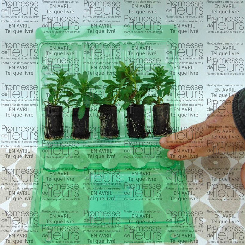 Example of Calibrachoa Chamaeleon Blueberry Scone - Mini-pétunia Mini-mot Ø 3/4 cm as you get