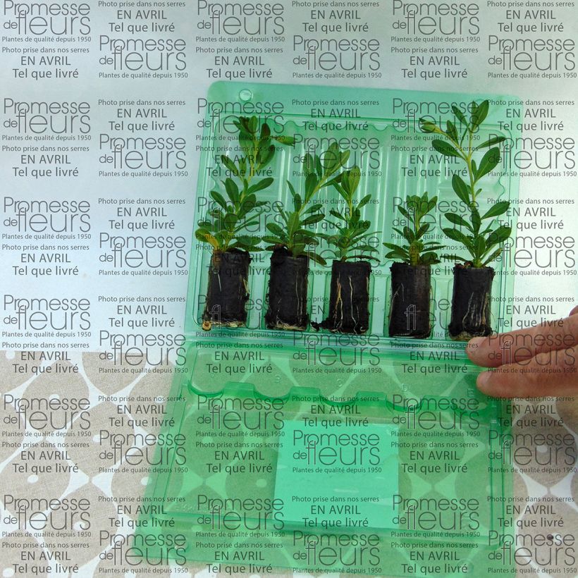 Example of Calibrachoa Chamaeleon Double Pink Yellow  - Mini-pétunia Mini-mot Ø 3/4 cm as you get