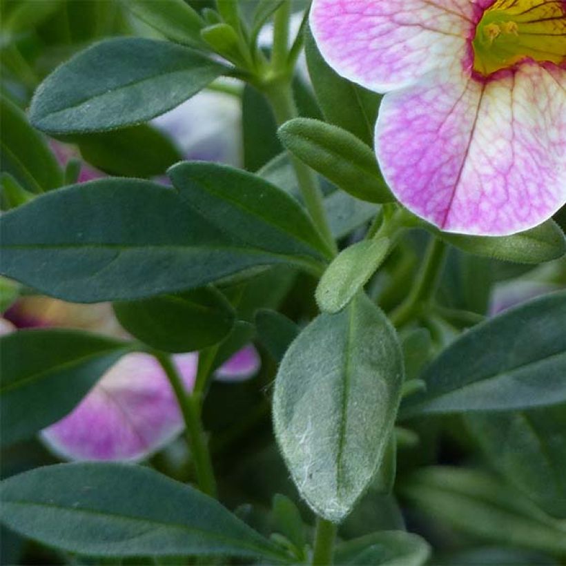 Calibrachoa Chamaeleon Pink Passion (Foliage)