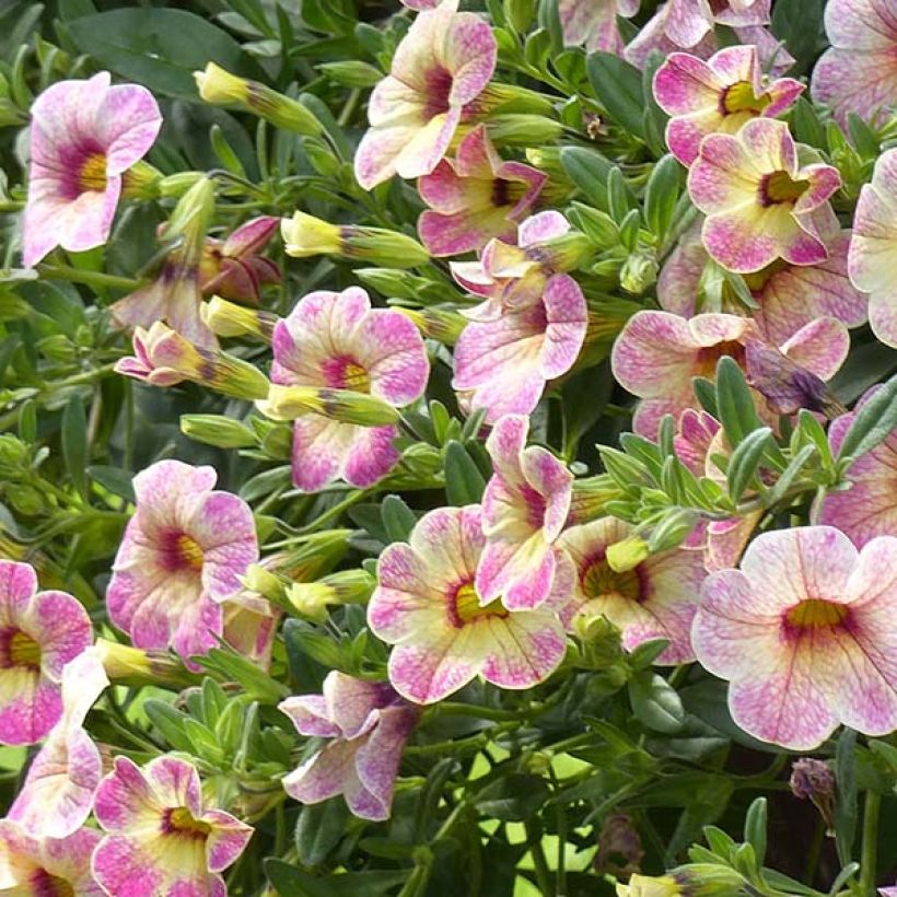 Calibrachoa Chamaeleon Pink Passion (Flowering)