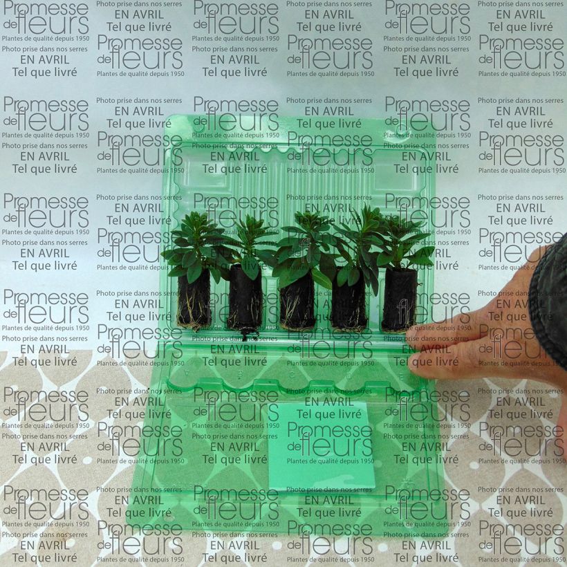 Example of Calibrachoa Chamaeleon Pink Passion - Mini-pétunia Mini-mot Ø 3/4 cm as you get