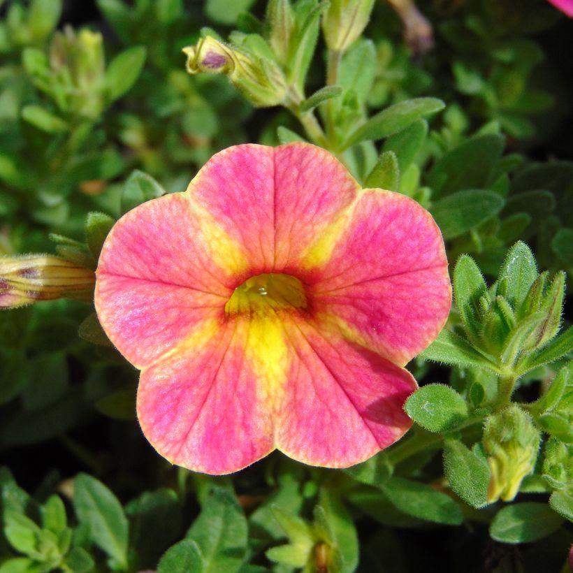 Calibrachoa Chamaeleon Sunshine Berry - Mini petunia (Flowering)