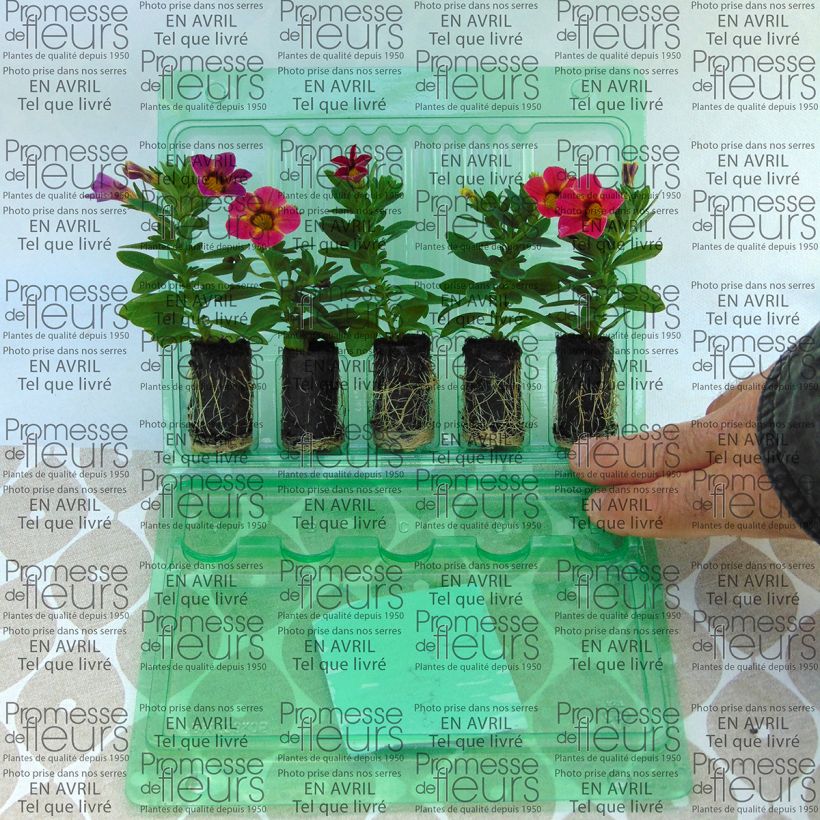 Example of Calibrachoa Chamaeleon Sunshine Berry - Mini-pétunia Mini-mot Ø 3/4 cm as you get