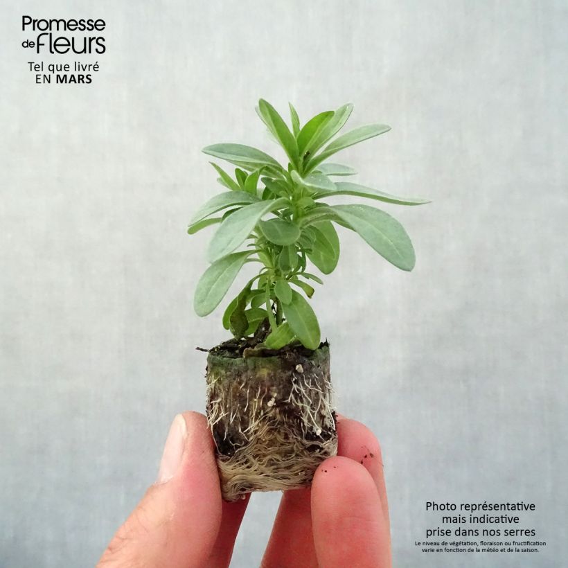 Example of Calibrachoa Eyeconic Purple - Mini-pétunia Mini-mot Ø 3/4 cm as you get in printemps