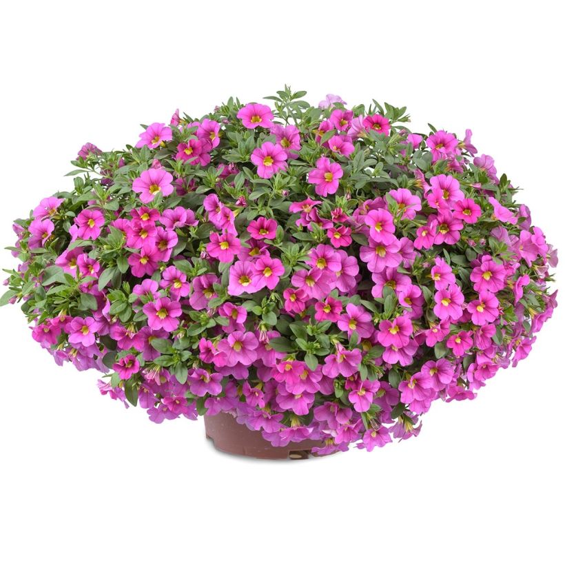 Calibrachoa Noa Bubblegum - Mini petunia (Plant habit)
