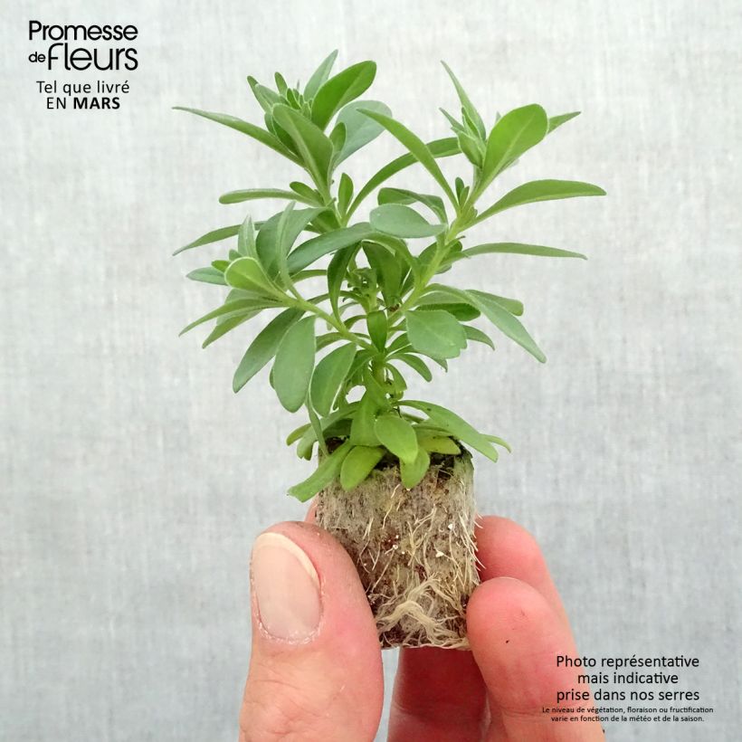 Example of Calibrachoa Lia Dark Red- Mini-pétunia Mini-mot Ø 3/4 cm as you get in printemps