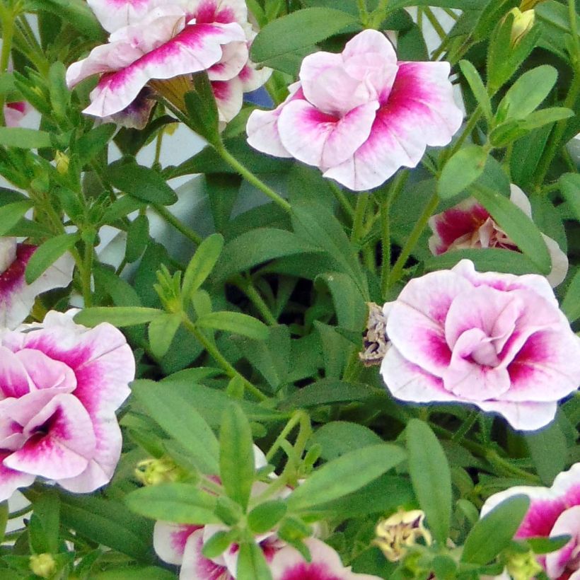 Calibrachoa MiniFamous Double Pinktastic - Mini petunia (Blad)