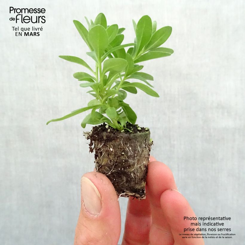 Example of Calibrachoa Noa Almond Blossom - Mini-pétunia Mini-mot Ø 3/4 cm as you get in printemps