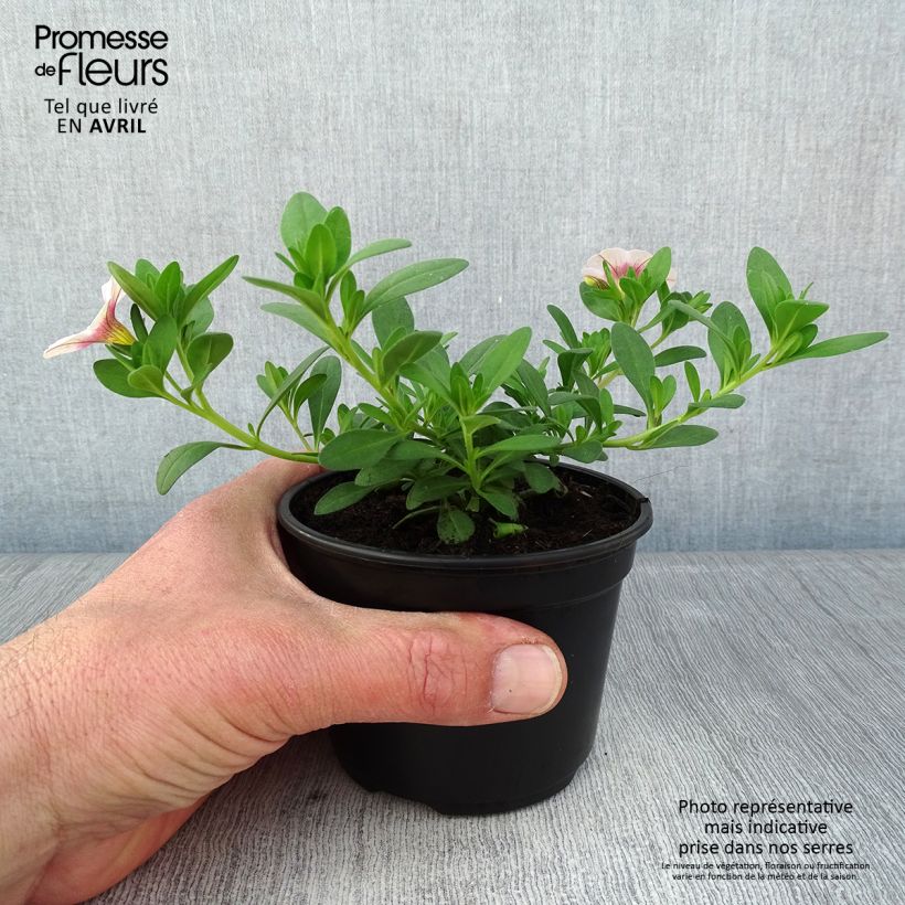 Example of Calibrachoa Noa Almond Blossom - Mini-pétunia Kweekpotje van 8/9 cm as you get in printemps