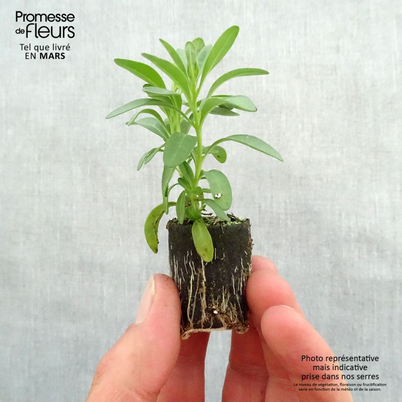 Exemplaar van Calibrachoa Noa Dark Pink Carnival - Mini petunia Mini-mot Ø 3/4 cm zoals geleverd in de lente