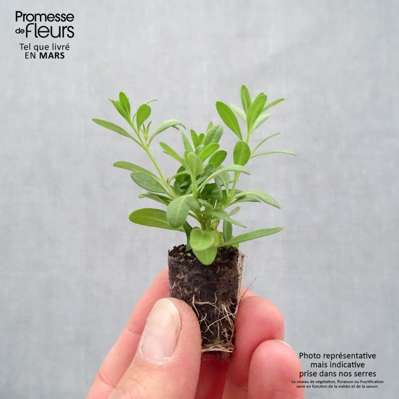 Example of Calibrachoa Superbells Cherry Star - Mini-pétunia  Mini-mot Ø 1,5/2,5 cm as you get in printemps